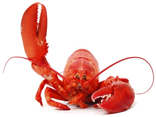 Can I eatLobsterduring conceivewhile we are trying to conceive. health benefit, nutrition value, side effect of the food on man and women’ fertility and chance of conceiving a baby. Is it beneficial for ovulation and chance of successful conception and couple’s fertility?
