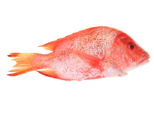 Can I eatRed Snapperduring pregnancy