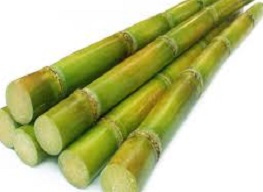 eating sugar cane